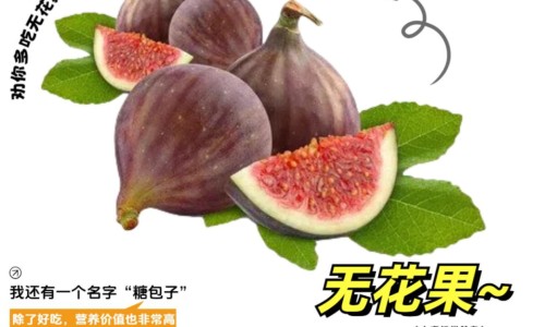 桐油的功效与作用及禁忌-桐油的功效-专业桐油的功效与用法平台-桐油的功效与作用图片