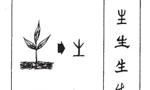 桐油的功效与作用及禁忌-桐油的功效-专业桐油的功效与用法平台-桐油的功效与作用图片